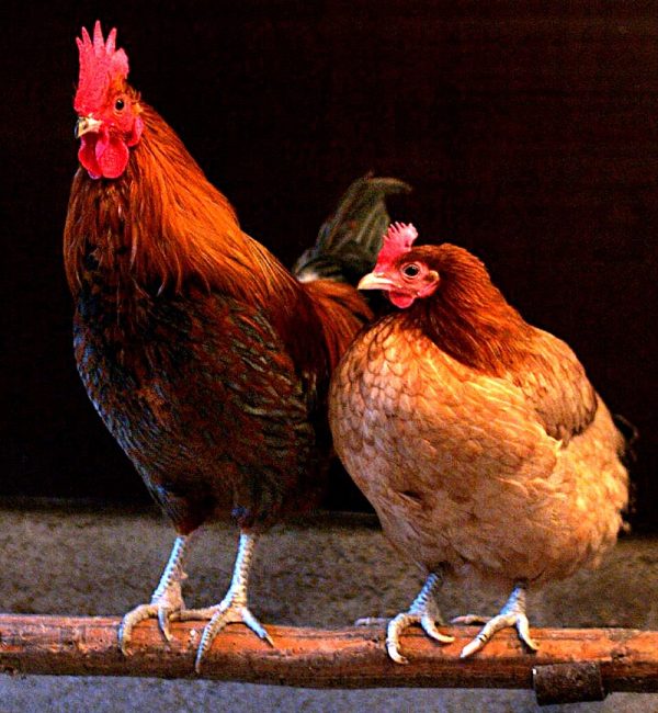 VETCO Enterprises (Pvt) Ltd